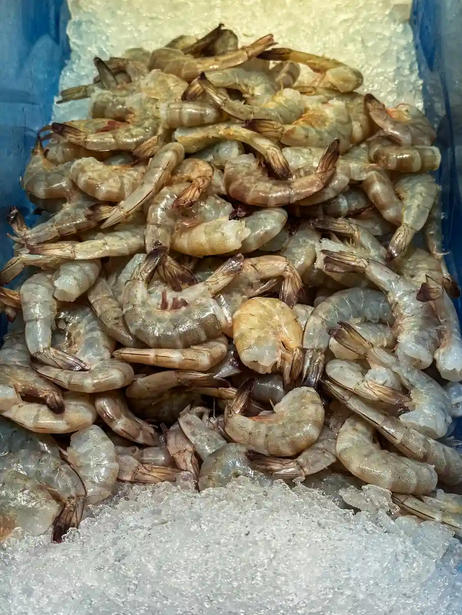 Sea White Shrimp