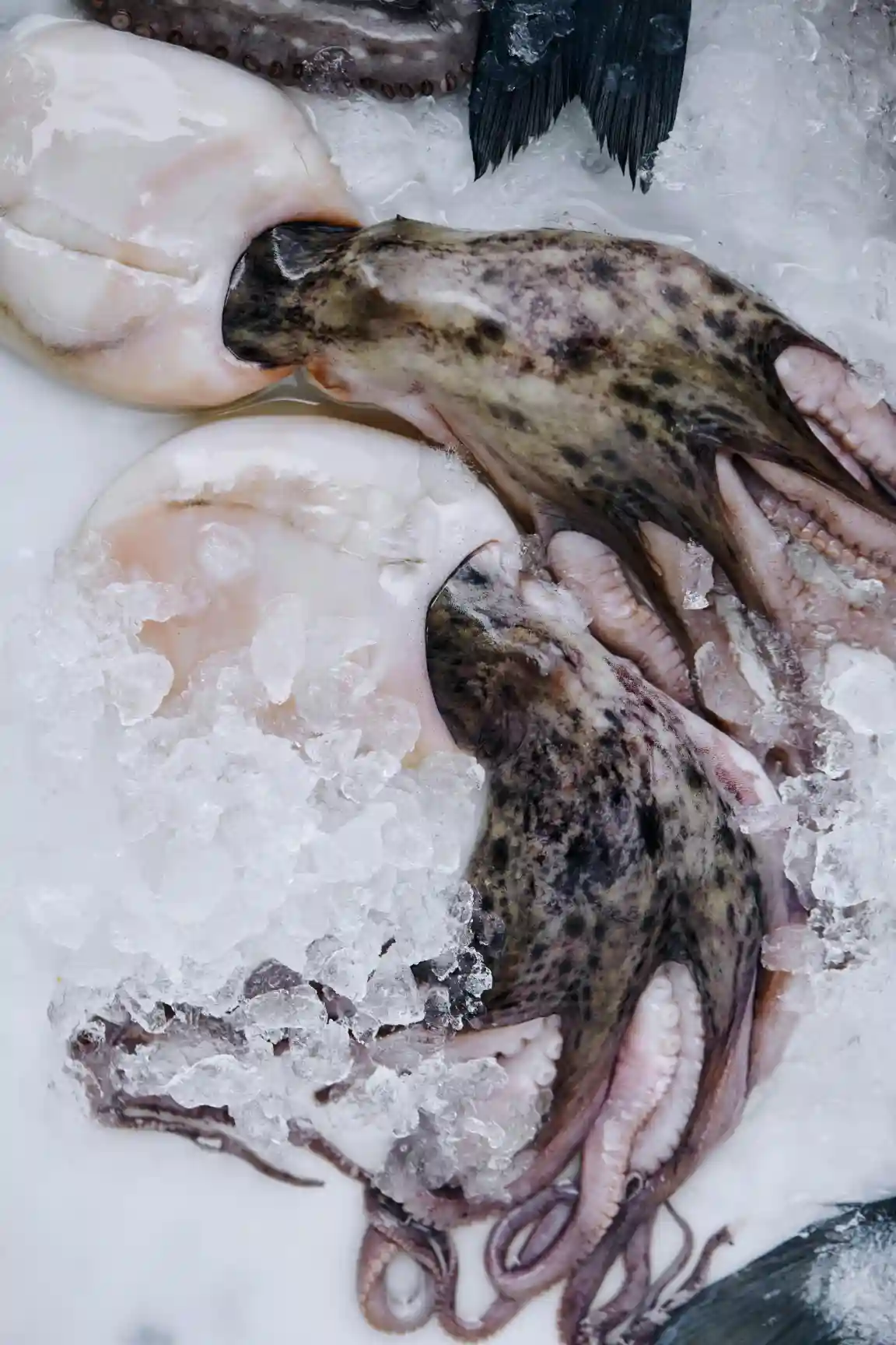 Squid