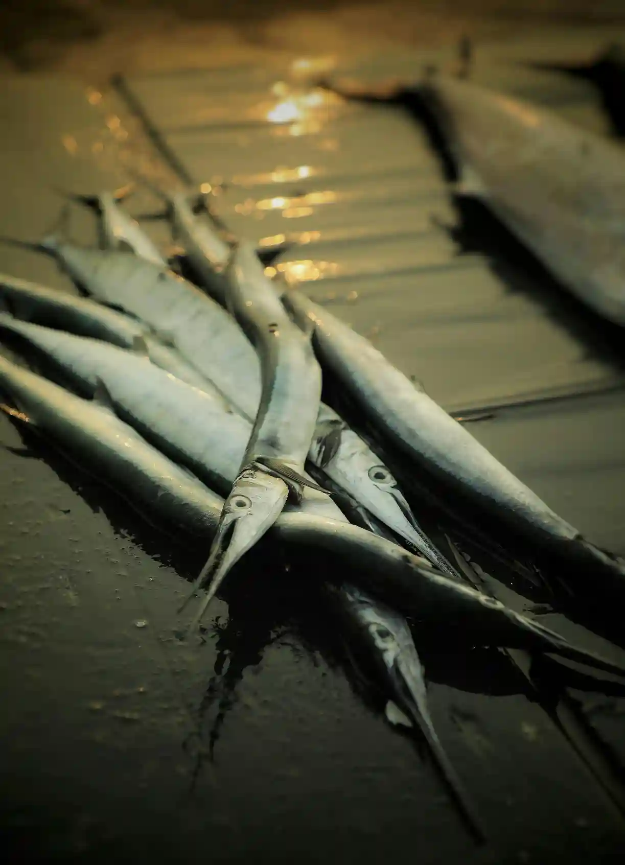 Swordfish